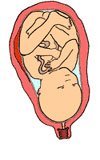Desarrollo del feto en el octavo mes de embarazo