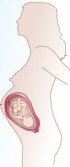 Desarrollo del feto en el séptimo mes de embarazo