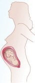 Desarrollo del feto en el octavo mes de embarazo