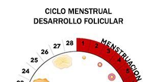 Ciclo menstrual: días fértiles y menstruación | Elbebe.com