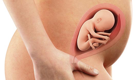 Semana 24 de embarazo: el feto