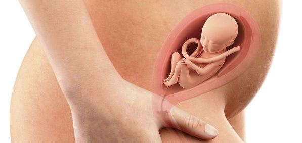 Semana 21 de embarazo: el feto